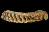 Palaeoloxodon (Mammoth Relative) Molar - Collector Quality! #137178-2